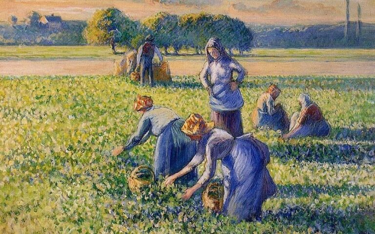 The history of the Pea Harvest by Camille Pissarro
